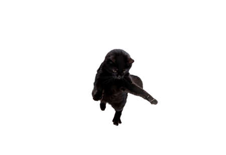 Portrait of beautiful playful breed cat jumping, flying isolated on white studio background. Animal life conceptの写真素材