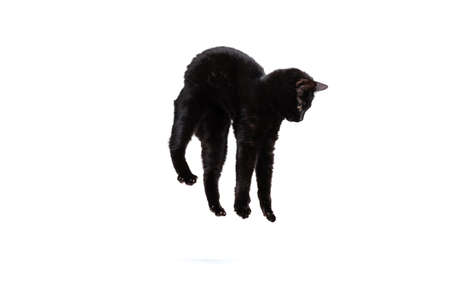 Portrait of beautiful playful breed cat jumping, flying isolated on white studio background. Animal...