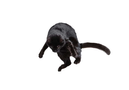 Portrait of beautiful playful breed cat jumping, flying isolated on white studio background. Animal life conceptの写真素材