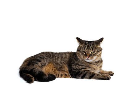 Studio shot of beautiful cute pet, purebred cat posing isolated on white background. Animal life conceptの写真素材