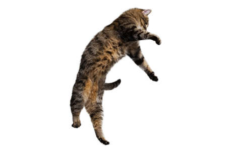 Portrait of beautiful playful breed cat jumping, flying isolated on white studio background. Animal life conceptの写真素材