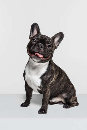 Cute purebred dog, French bulldog sitting and looking at camera isolated over white studio background. Animal, vet, care conceptの写真素材