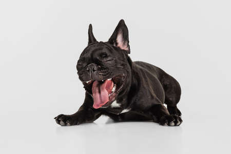 Portrait of cute doggie, French bulldog lying and yawning isolated over white studio background. Animal, vet, care conceptの写真素材