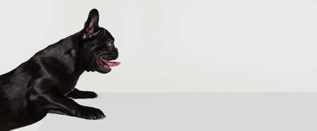 Side view of beautiful purebred dog, French bulldog lying on floor isolated over white studio...
