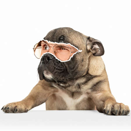 Contemporary art collage of pug dog with male eye element isolated over white background. Suspicious lookの写真素材