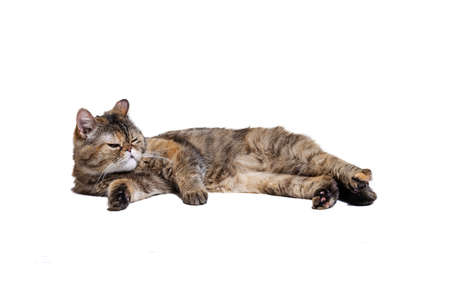 Portrait of beautiful cute cat with green eyes, pet lying isolated on white studio background. Animal life conceptの写真素材