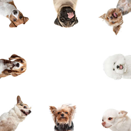 Collage made of funny dogs different breeds looking at camera isolated on white studio background....
