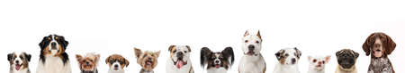 Horizontal flyer made of images of funny small and big dogs different breeds posing isolated over white studio background.の写真素材