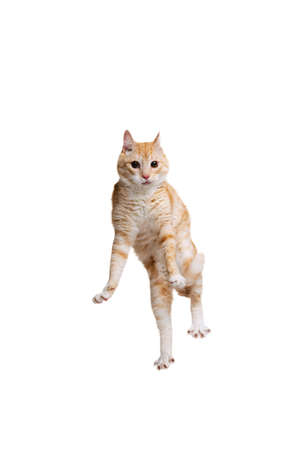 Studio shot of beautiful cute red cat, pet jumping isolated on white studio background. Animal life conceptの写真素材