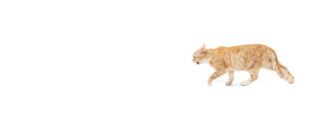 Flyer with one beautiful fluffy purebred cat, pet running away isolated on white studio background. Animal life conceptの写真素材