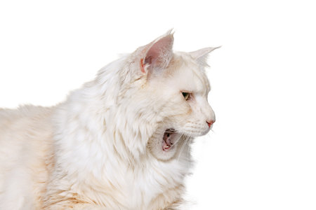 Close-up purebred cat, big fluffy Maine Coon cat sitting on floor isolated on white studio background. Animal life conceptの写真素材