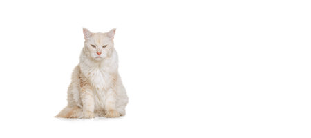 Portrait of adorable purebred cat, big fluffy Maine Coon cat sitting on floor isolated on white studio background. Animal life conceptの写真素材