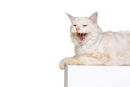 One beautiful cream color cat, big fluffy Maine Coon cat lying and yawning isolated on white studio background. Animal life conceptの写真素材