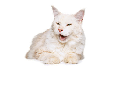 One beautiful cream color cat, big fluffy Maine Coon cat lying and yawning isolated on white studio background. Animal life conceptの写真素材