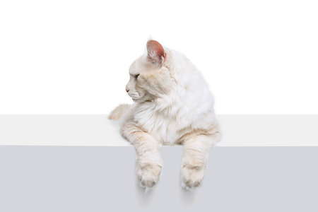 Cream color purebred cat, big fluffy Maine Coon cat sitting on floor isolated on white studio background. Animal life conceptの写真素材