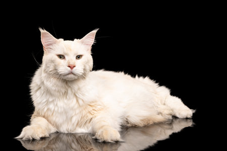 Studio shot of gorgeous cream color big Maine Coon cat lying on floor isolated on black studio background. Animal life conceptの写真素材