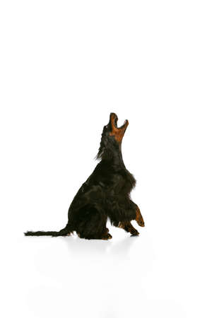One purebred dog, Scottish Gordon Setter posing isolated over white studio background. Concept of animalの写真素材