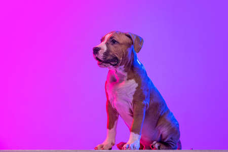 American Staffordshire Terrier isolated over studio background in neon gradient pink light filter. Concept of beauty, breed, pets, animal life.の写真素材