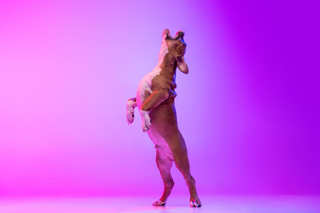 American Staffordshire Terrier isolated over studio background in neon gradient pink light filter. Concept of beauty, breed, pets, animal life.の写真素材
