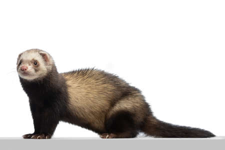 Portrait of fluffy ferret posing isolated on white background. Concept of happy domestic and wild animals, careの写真素材