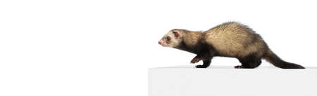 Flyer with portrait of fluffy ferret posing isolated on white background. Concept of happy domestic and wild animals, careの写真素材