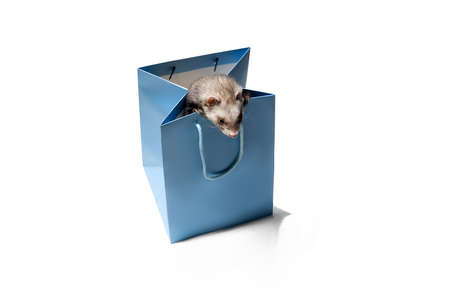 Cute little grey ferret sitting in paper shopping bag isolated over white background. Concept of happy domestic and wild animals, careの写真素材