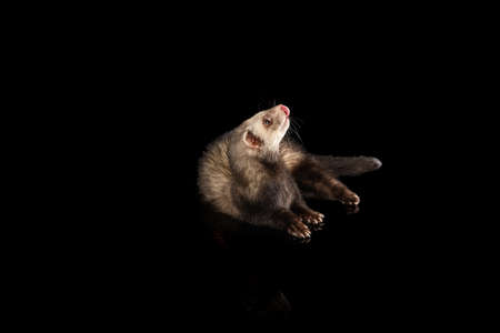 Portrait of fluffy ferret lying on floor isolated on dark background. Concept of happy domestic and wild animals, careの写真素材