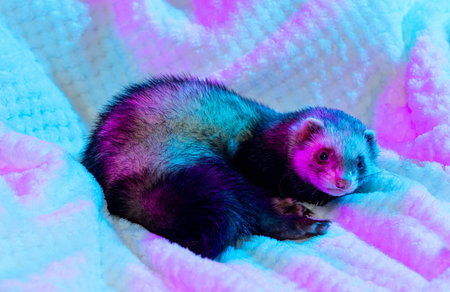 Cute little white grey ferret lies in warm blanket isolated on light background in pink neon light. Concept of happy domestic and wild animals, careの写真素材