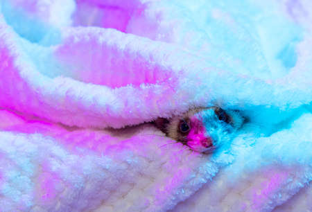 Close-up cute face of domestic ferret stick out of warm blanket isolated on light background in pink neon light. Concept of happy domestic and wild animals, careの写真素材