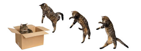 Development of movements. Cat jumping into carton box isolated on white studio background. Collageの写真素材