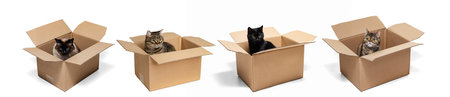 Set made of portraits of cats different breeds sitting into carton boxes isolated on white studio background.の写真素材
