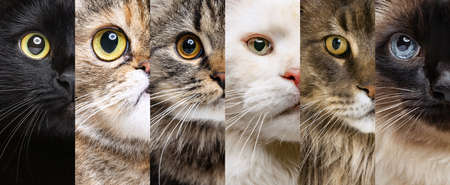 Photo set of close-up cats halves of faces looking at camera. Little cute kittens with green, blue and brown eyes. Concept of animal life, careの写真素材