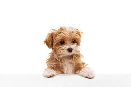 Beautiful dog, maltipoo golden color posing isolated over white background. Concept of beauty,...