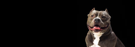 Flyer. Close-up chocolate color purebred dog, staffordshire terrier looking at camera isolated over black studio background. Concept of animal careの写真素材