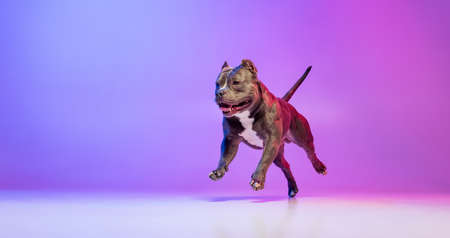 Portrait of purebred dog staffordshire terrier posing isolated over studio background in neon gradient pink purple light. Concept of motion, action, pets love, animalの写真素材