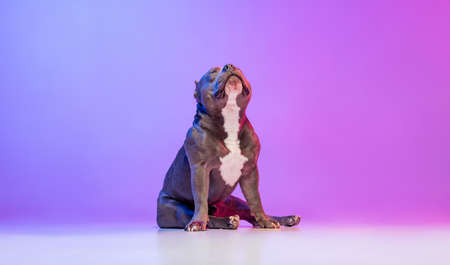 Portrait of purebred dog staffordshire terrier posing isolated over studio background in neon gradient pink purple light. Concept of motion, action, pets love, animalの写真素材