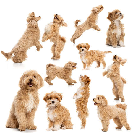 Set of portraits of beautiful dog, maltipoo golden color posing isolated over white background. Concept of beauty, breed, pets, animal life.の写真素材