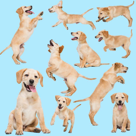 Set of images of funny, cute purebred dog, Labrador isolated over blue background. Concept of beauty, breed, pets, animal life.の写真素材