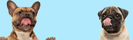Art collage made of funny dogs different breeds posing isolated over blue studio background. Pug and...