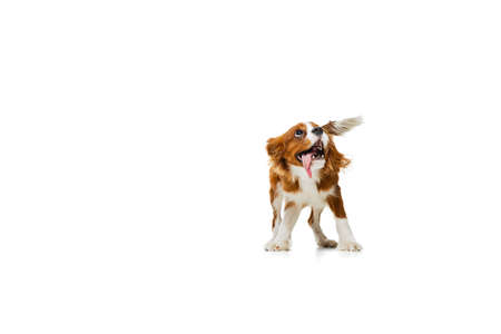 Portrait of beautiful cute dog, King Charles Spaniel isolated over white studio background. Concept of motion, beauty, fashion, breeds, pets love, animalの写真素材