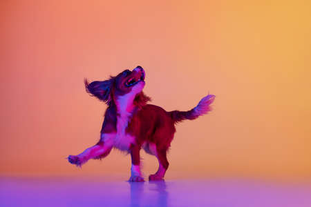 Portrait of little purebred dog, King Charles Spaniel isolated over gradient yellow purple background in neon. Concept of motion, beauty, fashion, breeds, pets love, animalの写真素材