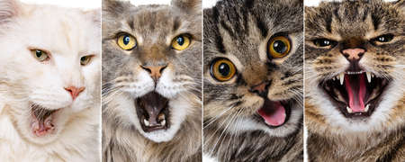 Collage with cats close-up muzzle yawning or meowing. Concept of motion, beauty, breeds, pets love, animalの写真素材