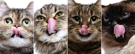 Collage with cats close-up muzzle, licking mouths isolated over white studio backgroundの写真素材