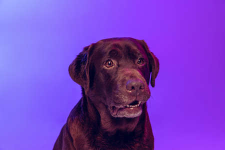 One beautiful chocolate color labrador, purebred dog posing isolated on purple background in neon light. Concept of animal, beauty, vetの写真素材