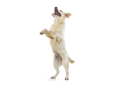 Dynamic portrait of big dog, golden retriever jumping isolated on white background. Concept of animal, pets, vet, friendshipの写真素材