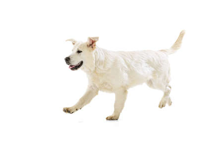 Studio shot of golden retriever, purebred dog running isolated on white background. Concept of...