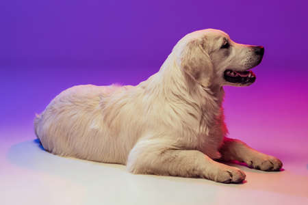 Portrait of beautiful golden retriever, purebred dog lying on floor isolated on purple background in...