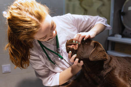 Closeup. Young red-headed woman, veterinary examines chocolate labrador at vet clinic, indoors....