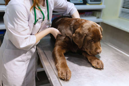 At vet clinic. Portrait of young kind woman, veterinary examines chocolate labrador indoors. Modern medicine, pet care, healthy lifestyle, care concept.の写真素材