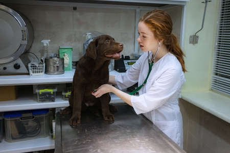 On examination by a vet doctor. Young beautiful woman, veterinary examines chocolate labrador at vet clinic, indoors. Modern medicine, pet care, healthy lifestyle, care concept.の写真素材